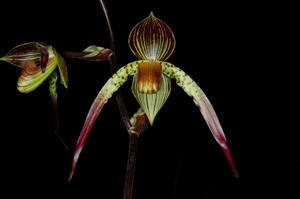 Paph Shin-Yi Surprise Chaste Moon HCC 79pts